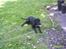 Labrador retriever Vaks - Dejligt bare og ligger her og nyde det gode vejr