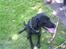 Labrador retriever Vaks - Se jeg kan godt sætte pæn nåå bare jeg gider :P