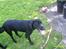 Labrador retriever Vaks - Så er jeg klar til at lege med pin igen :)