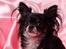 Chihuahua Mulle