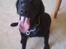 Labrador retriever Vaks