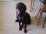 Labrador retriever Vaks