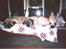 Mastiff Freja (RIP) - freja og cleo