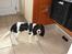 Cavalier king charles spaniel Lady - Lady. 2008