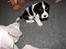Cavalier king charles spaniel Lady - Da vi også var på besøg inden vi fik hende med hjem. 2007