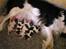 Cavalier king charles spaniel Lady - Hendes mor og hendes søskende. 2007