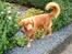 Nova scotia duck tolling retriever Bailey