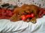 Nova scotia duck tolling retriever Bailey