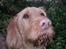 Basset fauve de bretagne Chapper  - der er nok ingen der kan se at jeg har gravet (lidt) i min mors blomster