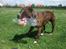 Amerikansk staffordshire terrier Tiger - Wee flasker er en a de bedste ting jeg ved :P