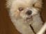 Shih tzu Jason R.I.P. <3