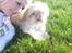 Shih tzu Jason R.I.P. <3