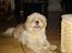 Shih tzu Jason R.I.P. <3