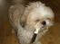 Shih tzu Jason R.I.P. <3