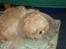 Shih tzu Jason R.I.P. <3