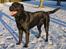 Labrador retriever Nemo
