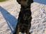 Labrador retriever Nemo