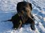 Labrador retriever Nemo