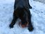 Labrador retriever Nemo