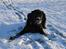 Labrador retriever Nemo