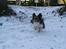 Papillon rulle R.I.P