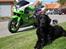 Blanding af racer Kenzo (Død) - Sommern 2010. Mig og min fars motorcykel.