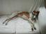 Whippet Hauxwells Thoth