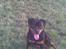 Rottweiler Line