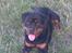 Rottweiler Line