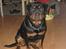 Rottweiler Line