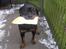 Rottweiler Line