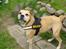 Blanding af racer dingo *lever ikke mere*