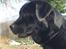 Labrador retriever Taslas little CloudDancer
