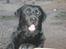 Labrador retriever Taslas little CloudDancer