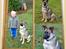 Blanding af racer Simba - Lavet af mor til Blanding af racer Tyson - 2005