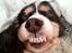 Cocker spaniel Barleys Tippe