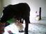 Labrador retriever zenta