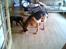 Labrador retriever zenta