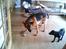 Labrador retriever zenta