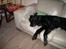 Flat coated retriever Smilla R.I.P <3.. - smilla i sofaen