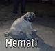 Kangal memati
