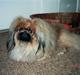 Pekingeser Kisci Fine Kasper.  R.I.P