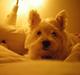 West highland white terrier Vicki # Den bedste!#