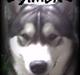 Alaskan malamute Simba 