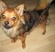 Chihuahua Oliver