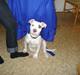 Amerikansk bulldog Daisy