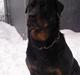 Rottweiler Chica
