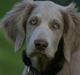 Langhåret Weimaraner Luna
