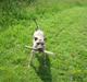 Amerikansk staffordshire terrier Issa