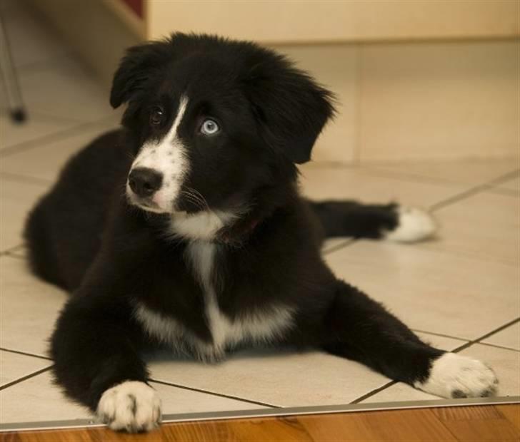 Blanding af racer Emma billede 3